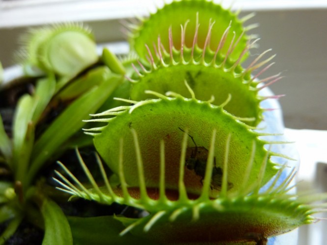 Our Pet Venus Fly Trap